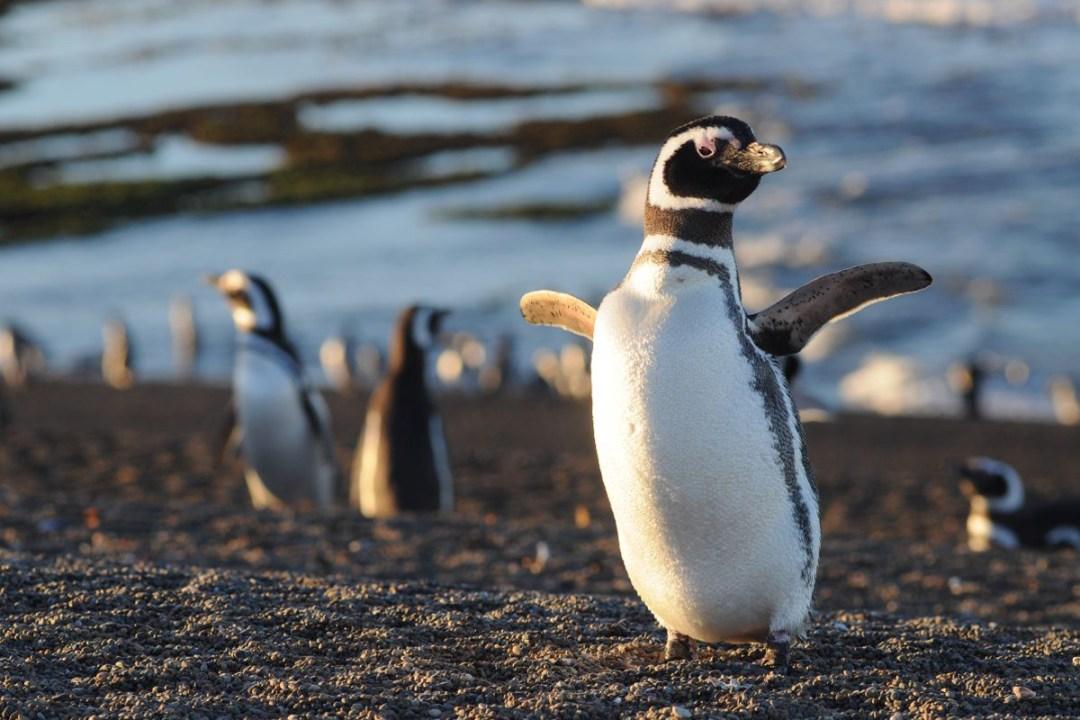 Pingüinos en Punta Tombo