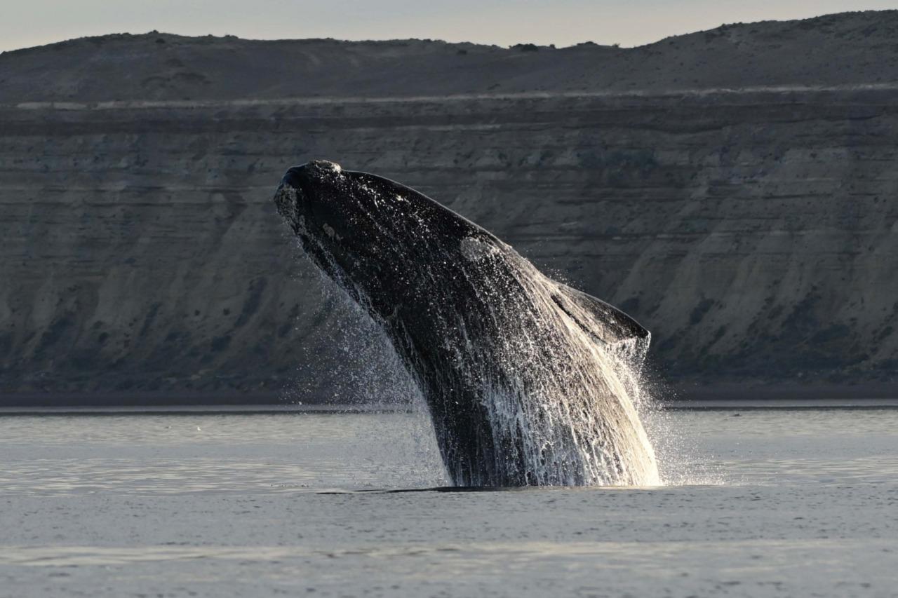Ballena saltando en el Golfo San José