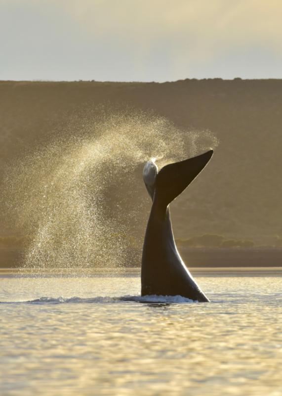 Cola de ballena emergiendo del agua